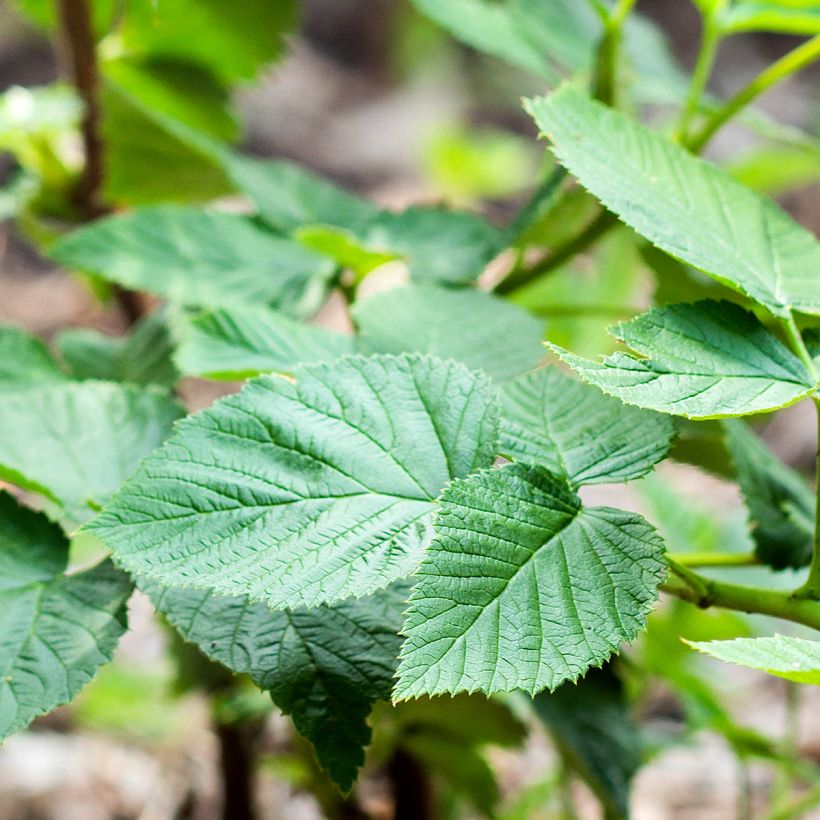 Frambuesa Bella Aromatica (Follaje)