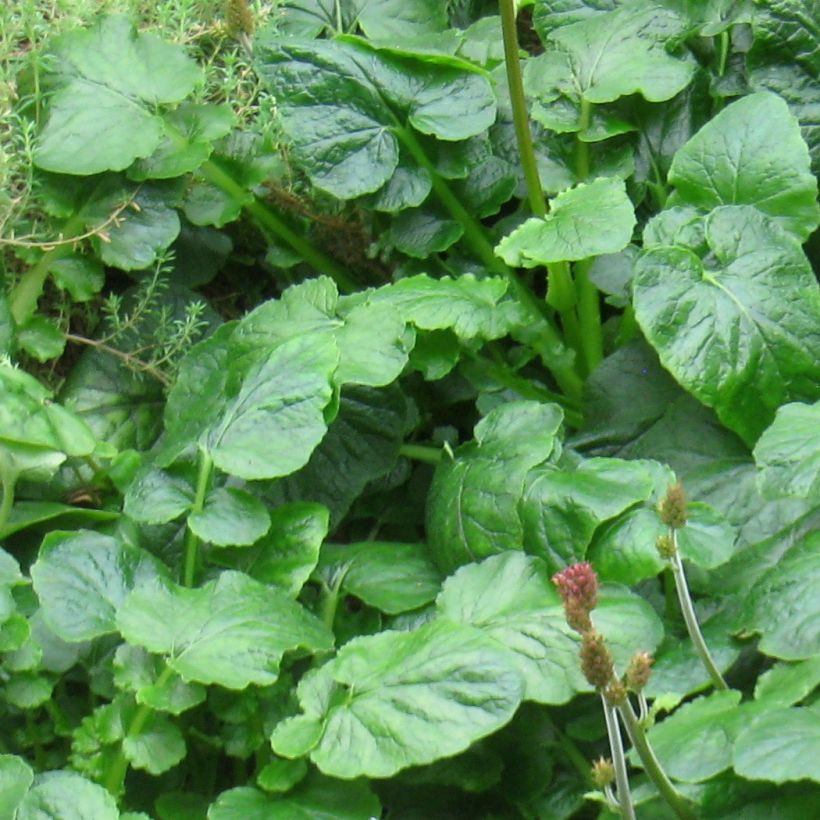 Francoa appendiculata (Follaje)