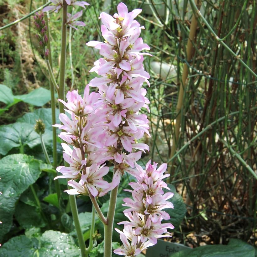 Francoa appendiculata (Floración)