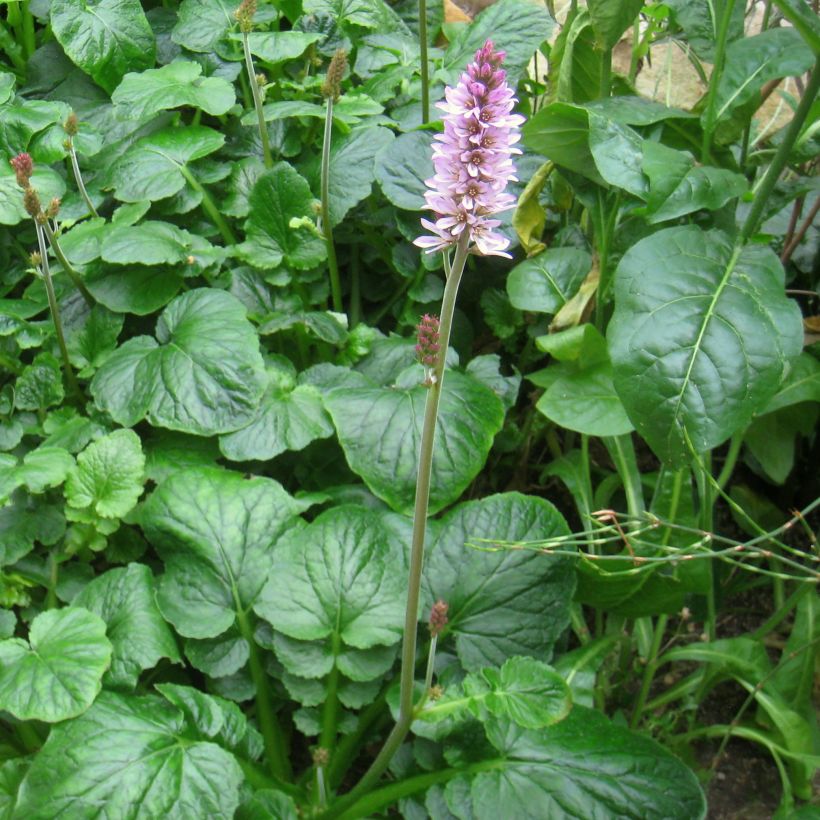 Francoa appendiculata (Porte)