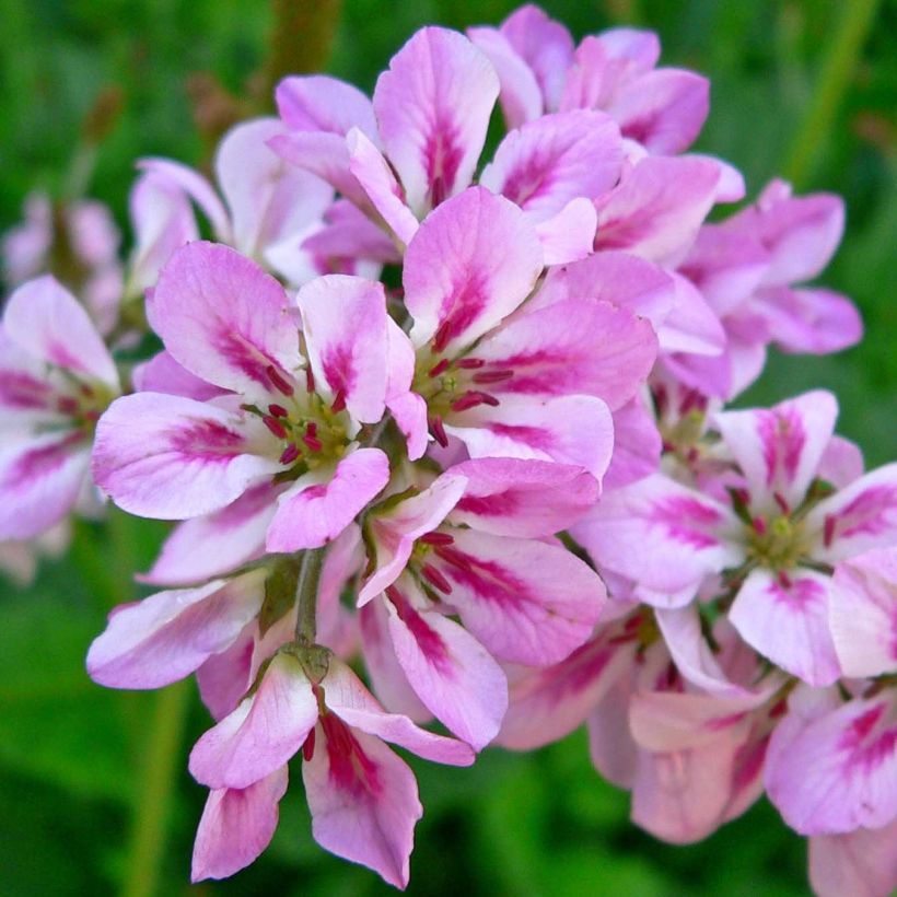 Francoa ramosa (Floración)