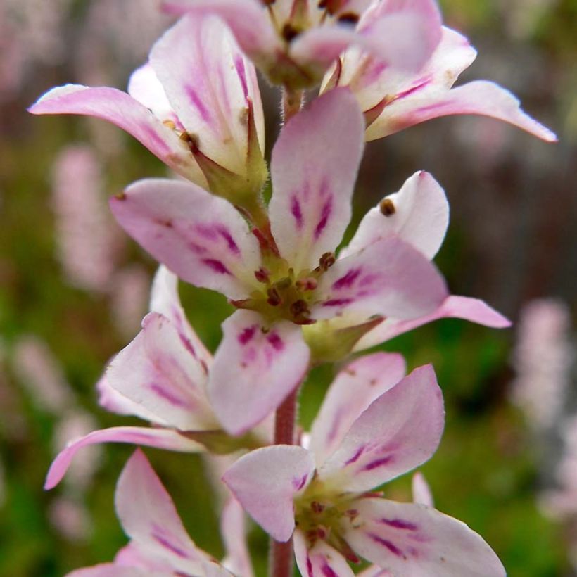 Francoa sonchifolia - Flor nupcial (Floración)