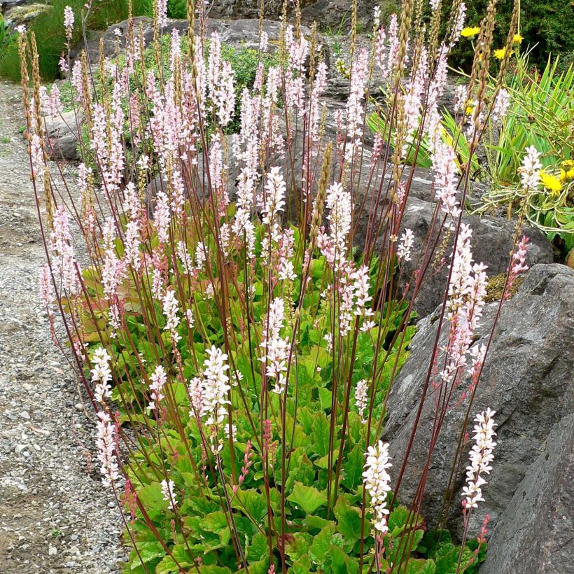 Francoa sonchifolia - Flor nupcial (Porte)