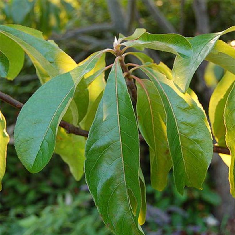 Franklinia alatamaha - árbol de Franklin (Follaje)