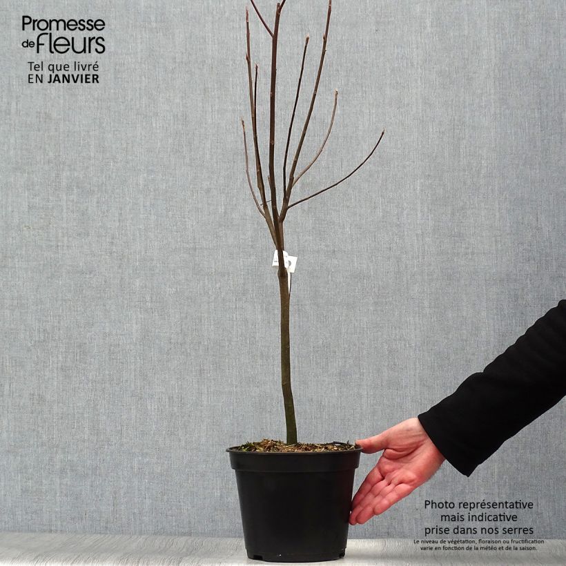 Franklinia alatamaha - Arbre de Franklin Pot de 4L/5L Ejemplar entregado en invierno