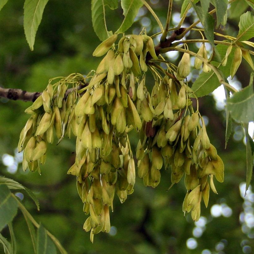 Fresno norteño - Fraxinus excelsior (Cosecha)