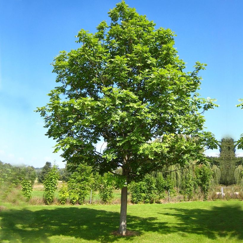 Fresno norteño - Fraxinus excelsior (Porte)