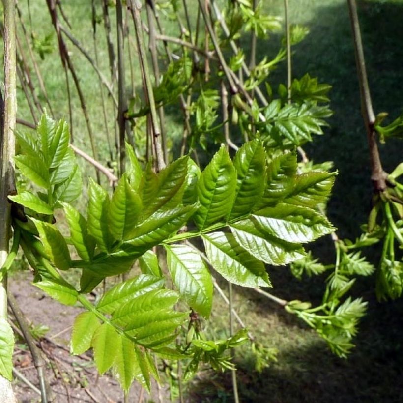 Fresno norteño Pendula - Fraxinus excelsior (Follaje)