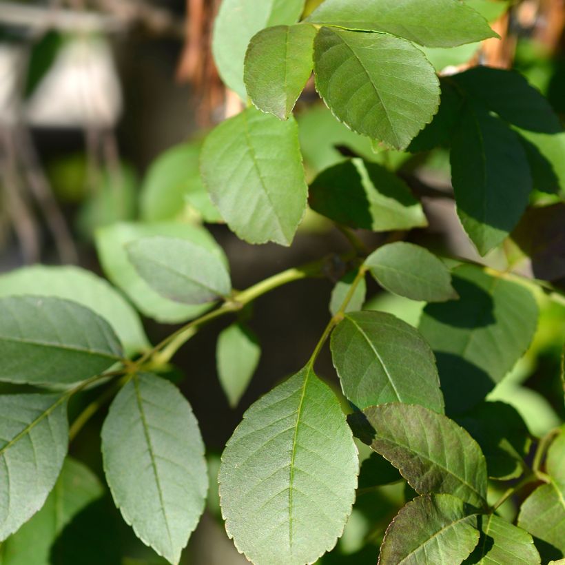 Fresno de flor - Fraxinus ornus (Follaje)