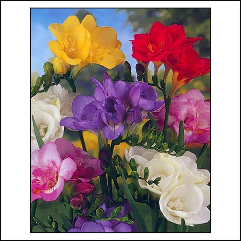 Freesia hybrida Double Mix (Floración)