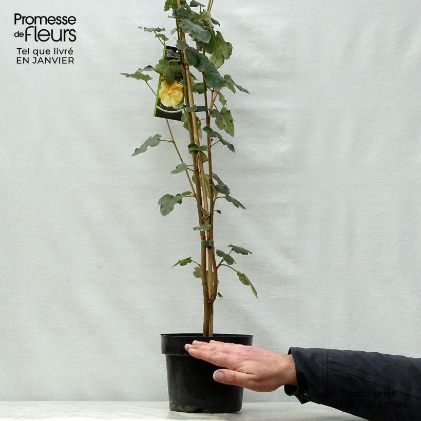 Fremontodendron californicum - Fremontia de Californie Pot de 2L/3L Ejemplar entregado en invierno