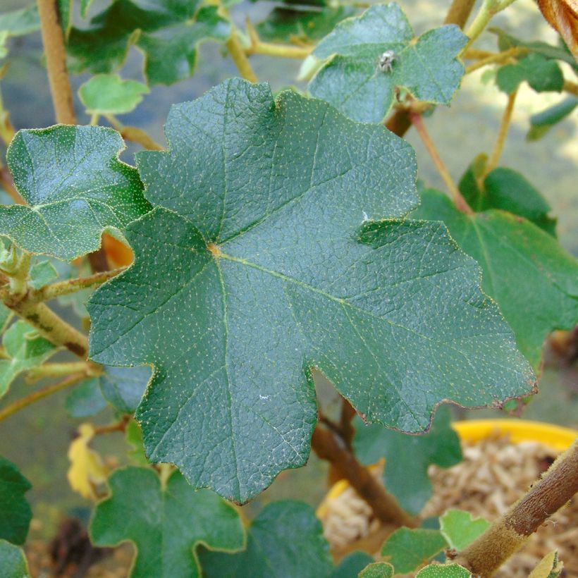 Fremontodendron californicum (Follaje)