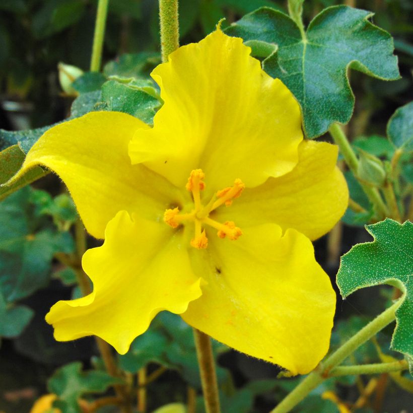 Fremontodendron californicum (Floración)