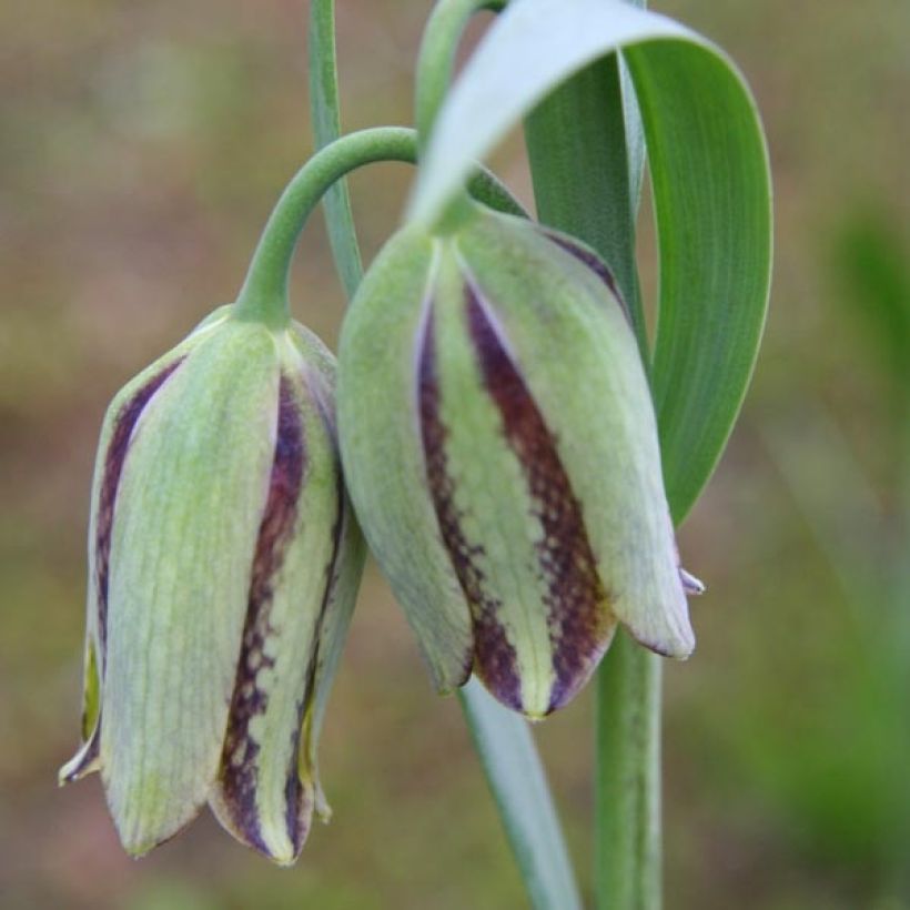 Fritillaria hermonis subsp. amana (Floración)