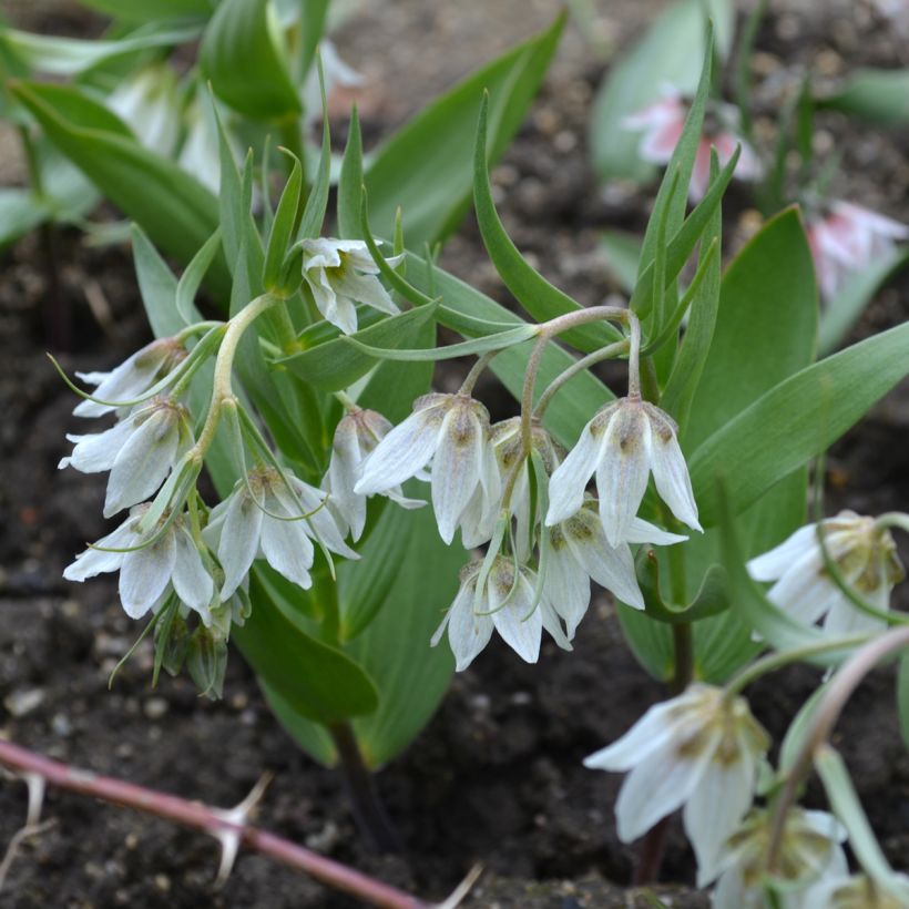 Fritillaria bucharica - Fritilaria de Bujara (Porte)