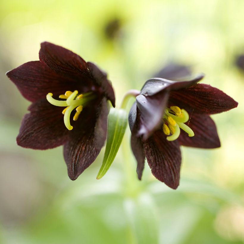 Fritillaria camschatcensis - Fritilaria de Kamchatka (Floración)