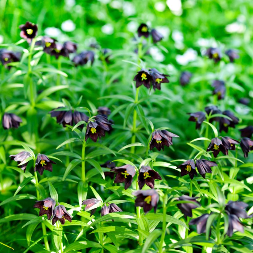 Fritillaria camschatcensis - Fritilaria de Kamchatka (Porte)