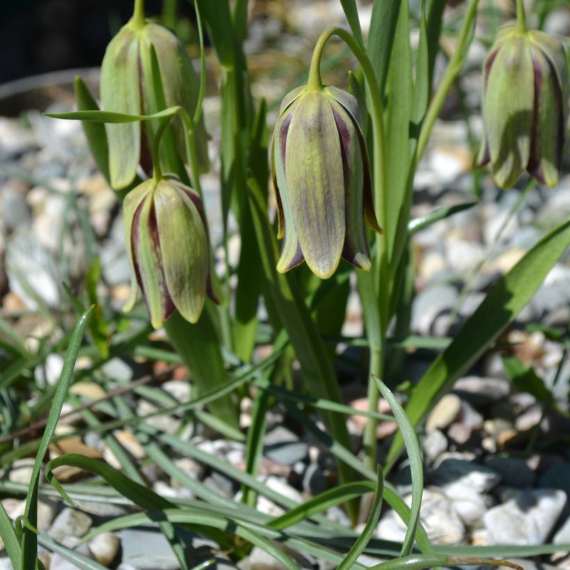 Fritillaria hermonis subsp. amana (Porte)