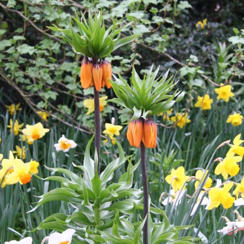 Fritillaria imperialis Prolifera - Corona imperial (Porte)