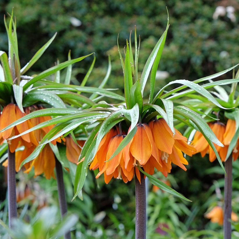 Fritillaire imperialis Sunset - Couronne impériale (Floración)