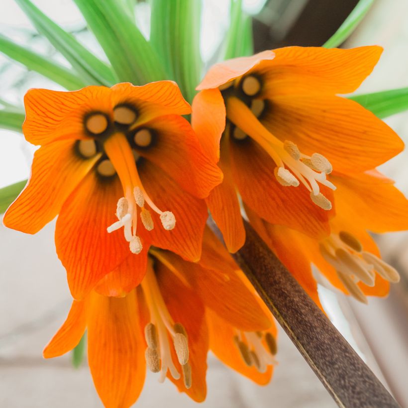 Fritillaria imperialis Prolifera - Corona imperial (Floración)