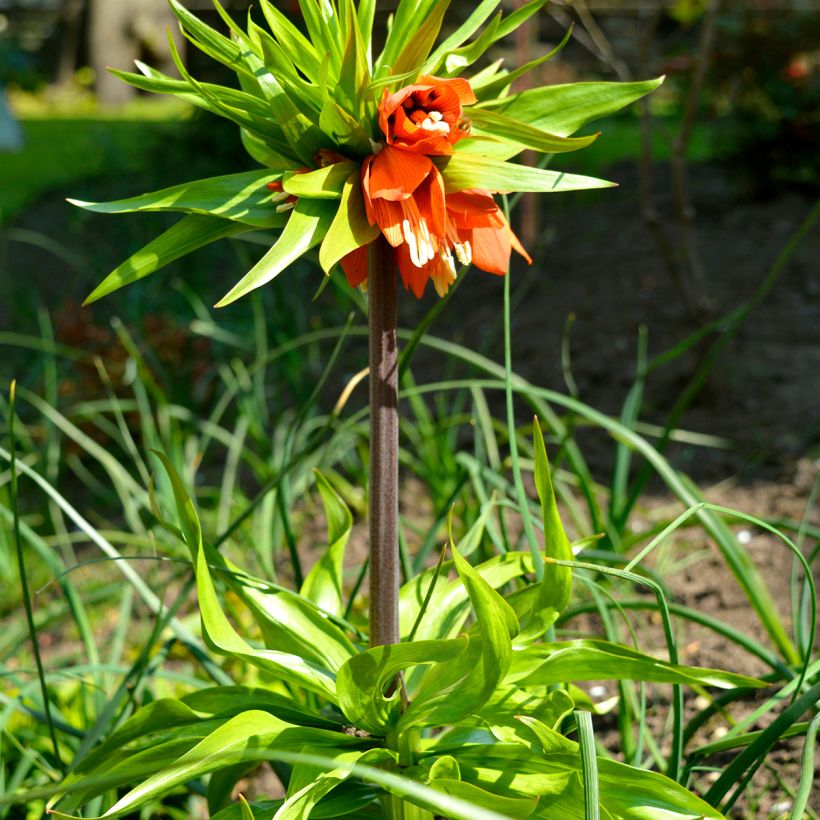 Fritillaria imperialis Rubra - Corona imperial (Porte)