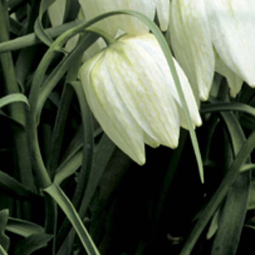 Fritillaria meleagris Alba (Floración)