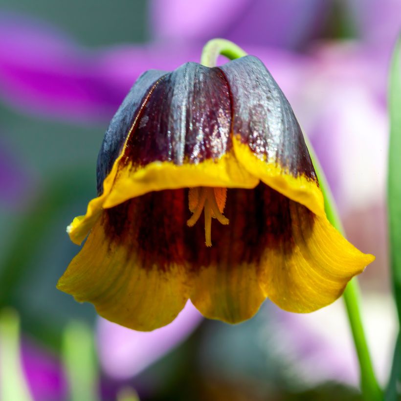 Fritillaria michailovskyi (Floración)