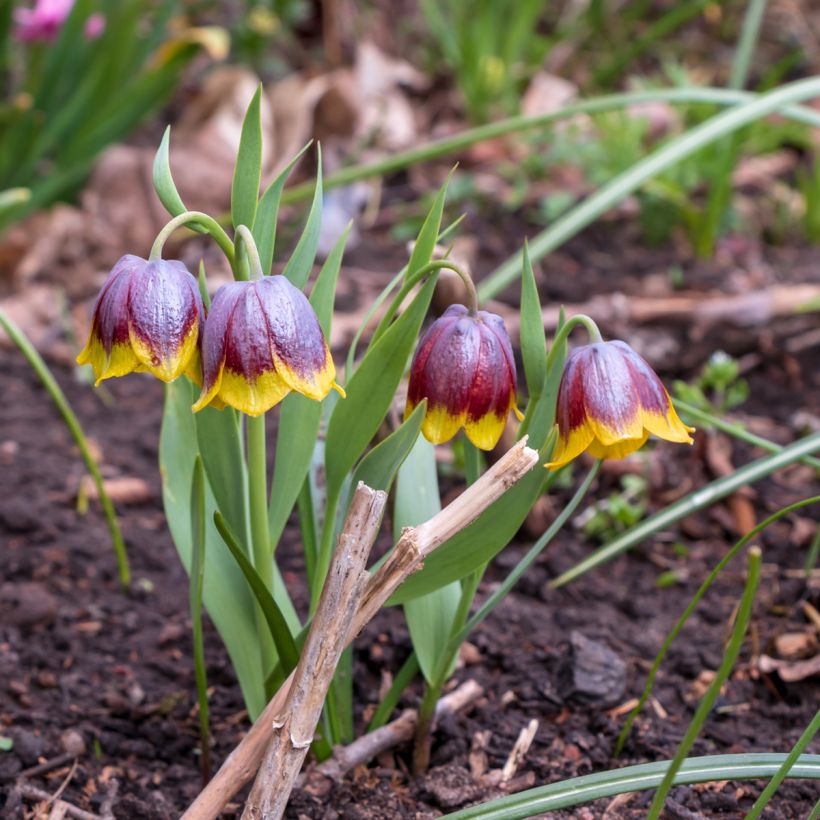 Fritillaria michailovskyi (Porte)