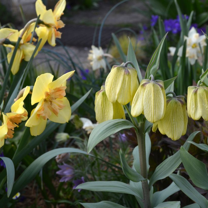 Fritillaria pallidiflora (Porte)