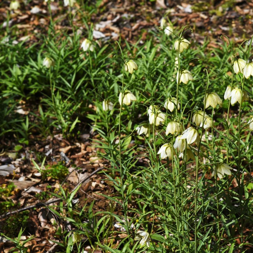 Fritillaria thunbergii (Porte)