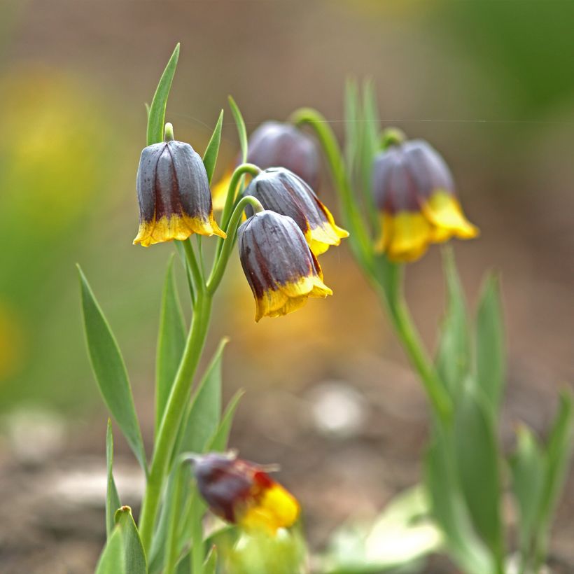 Fritillaria uva-vulpis (Porte)