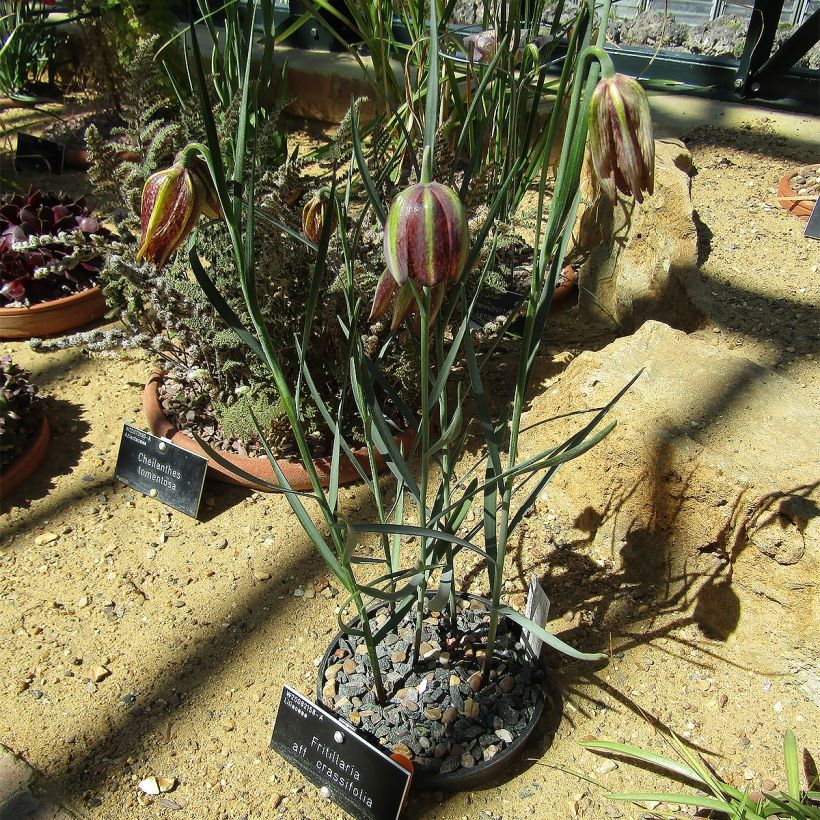 Fritillaria crassifolia ssp crassifolia - Fritilaria (Porte)