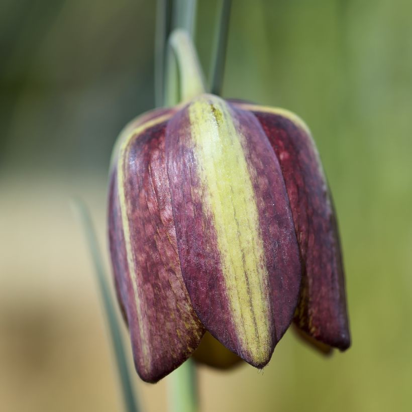 Fritillaria crassifolia ssp crassifolia - Fritilaria (Floración)