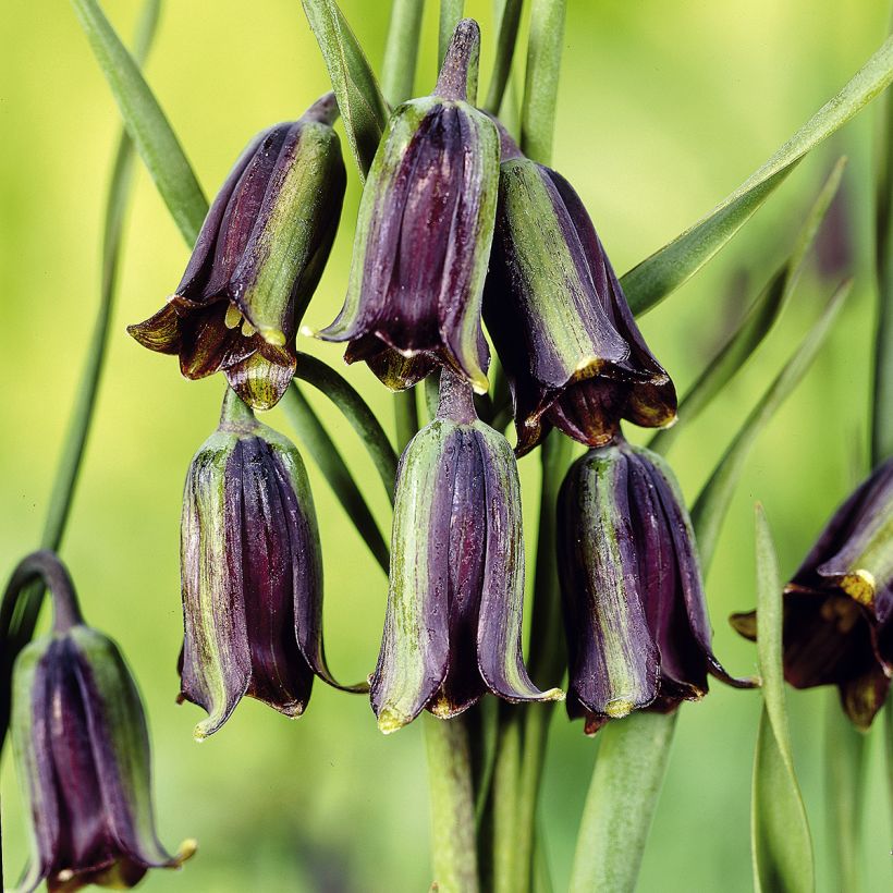 Fritillaria elwesii (Floración)