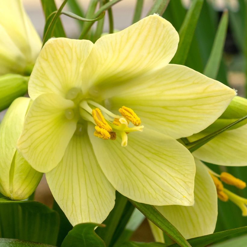 Fritillaria raddeana (Floración)