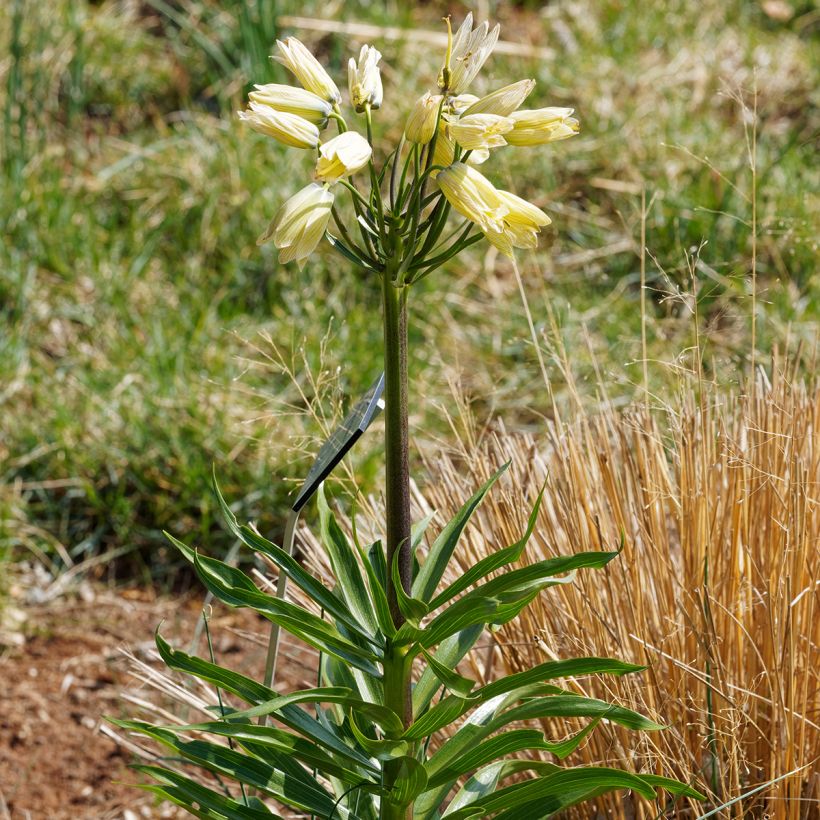 Fritillaria raddeana (Porte)