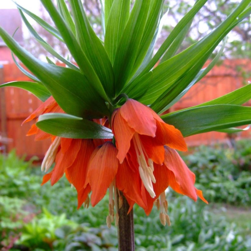 Fritillaria imperialis Rubra - Corona imperial (Floración)