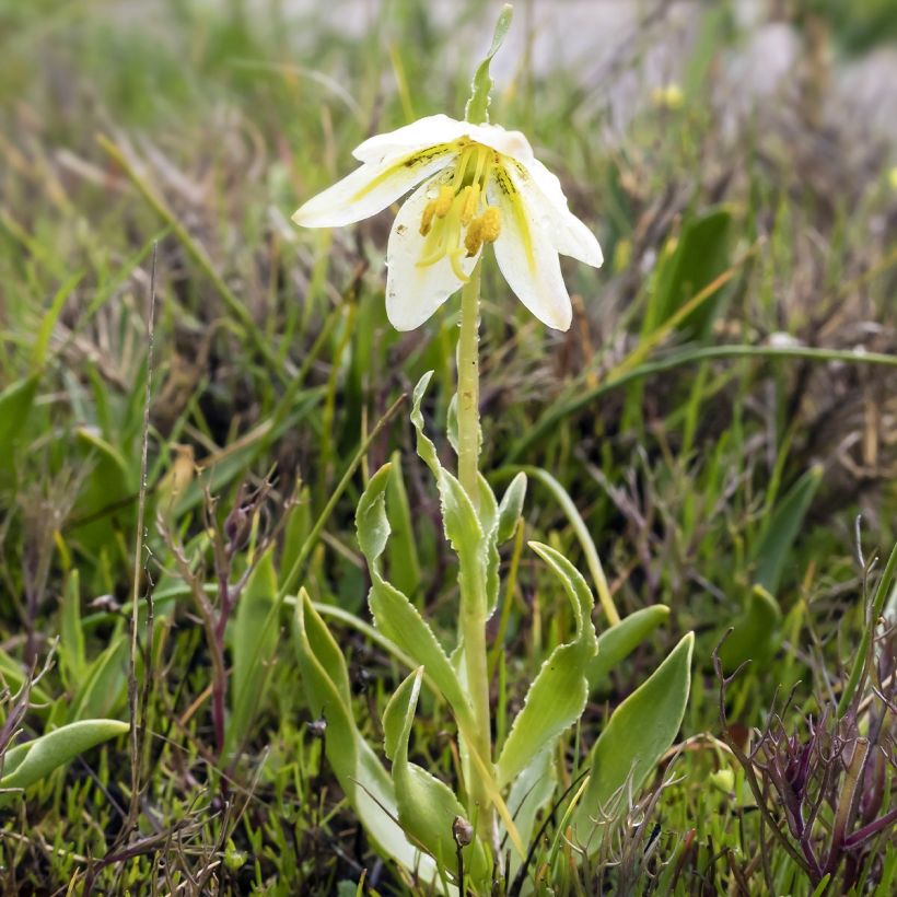 Fritillaria liliacea (Follaje)