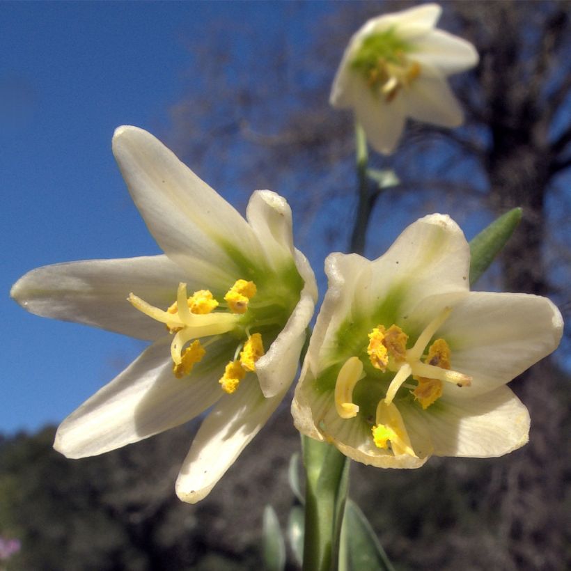 Fritillaria liliacea (Floración)