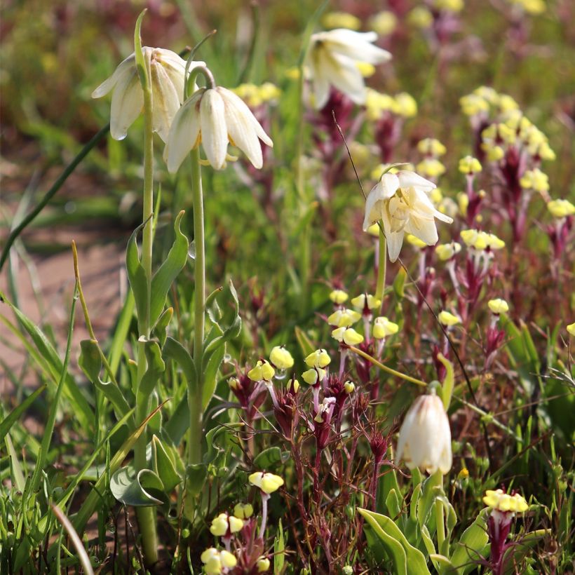 Fritillaria liliacea (Porte)