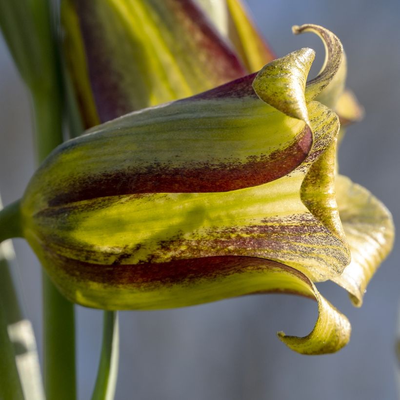 Fritillaria olivieri (Floración)