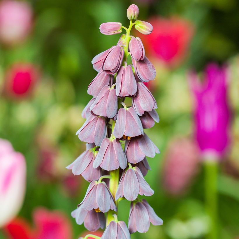 Fritillaria persica (Floración)