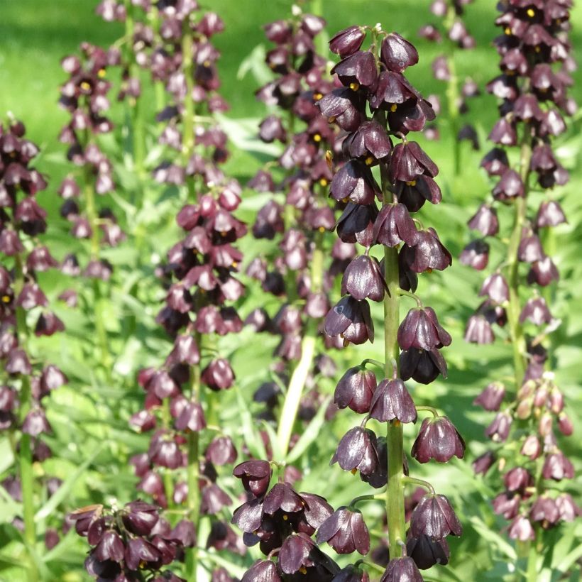 Fritillaria persica Purple Dynamite (Floración)