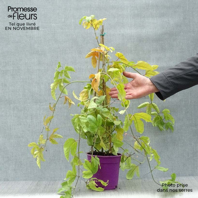 Ejemplar de Fruit de la passion (Grenadille) - Passiflora edulis Pot de 1.5L/2L entregado en otoño