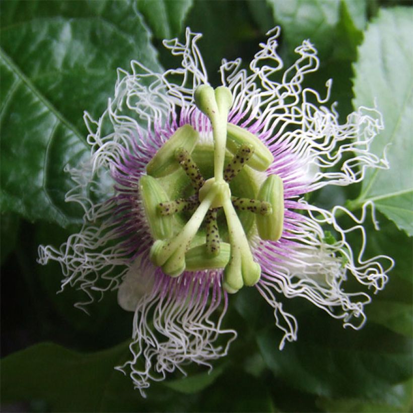 Maracuyá - Passiflora edulis (Floración)