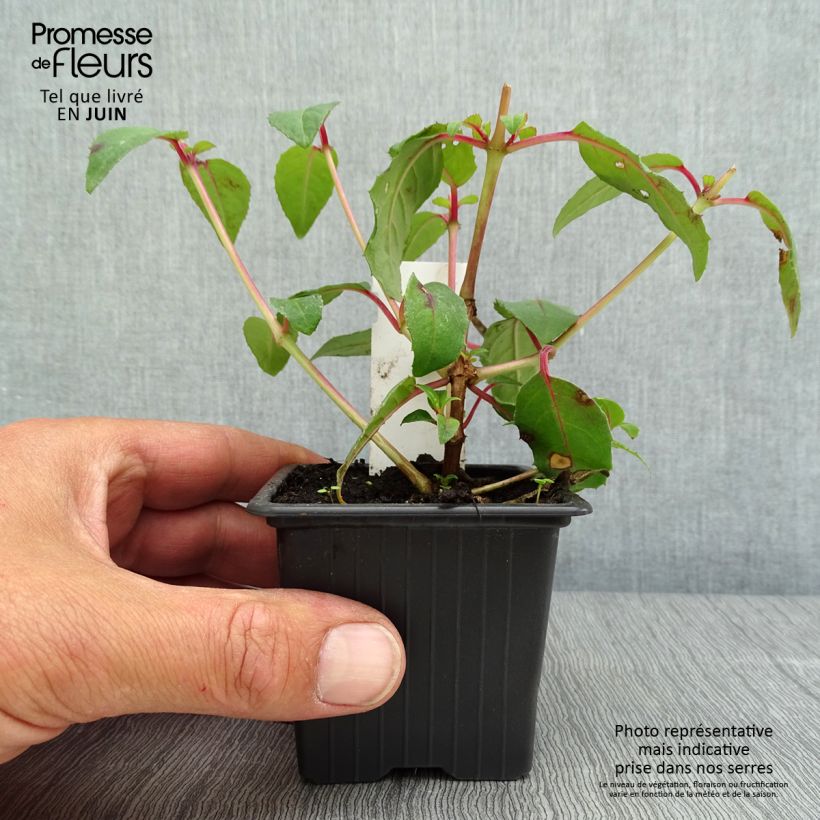 Fuchsia Bernadette - Godet de 8/9 cm Ejemplar entregado en la primavera