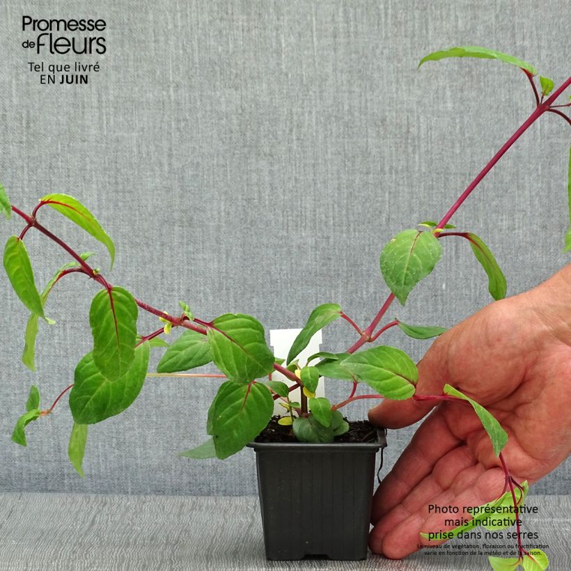 Fuchsia Chantilly - godet de 8/9cm Ejemplar entregado en la primavera