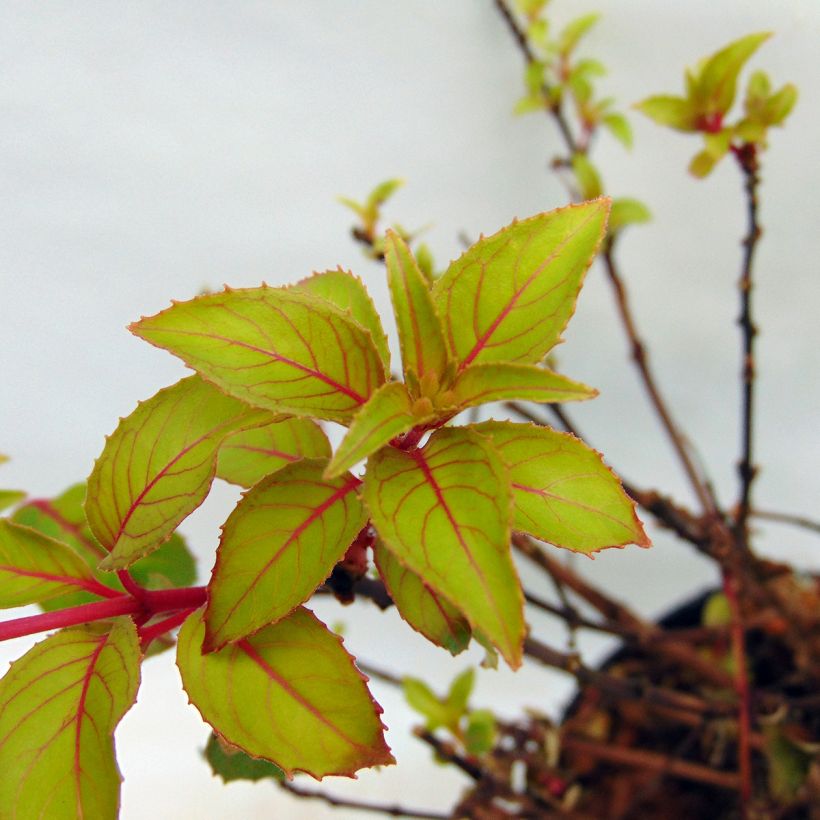 Fucsia magellanica Genii (Follaje)