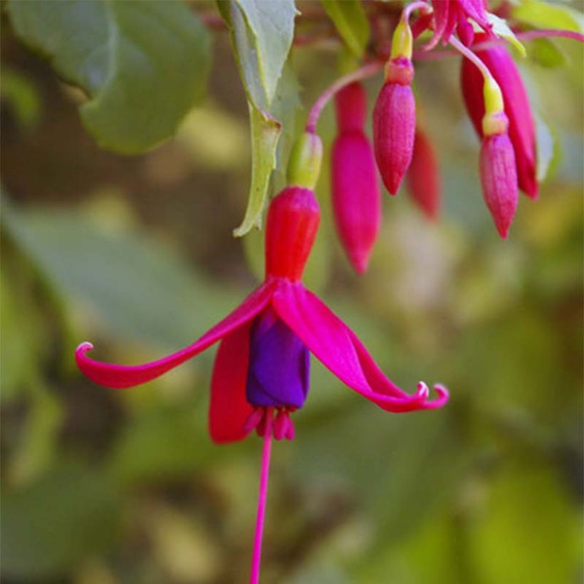 Fucsia magellanica Genii (Floración)